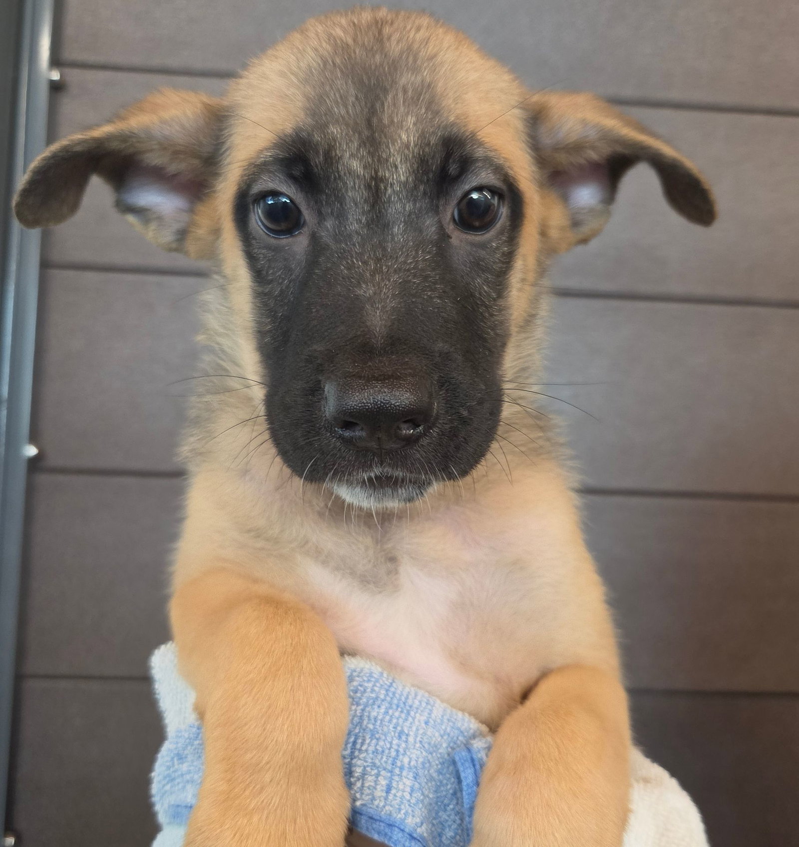 Cashew, Mixed Breed