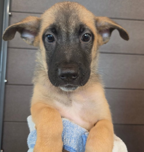 Cashew, a dog for adoption from Helen Woodward Animal Center