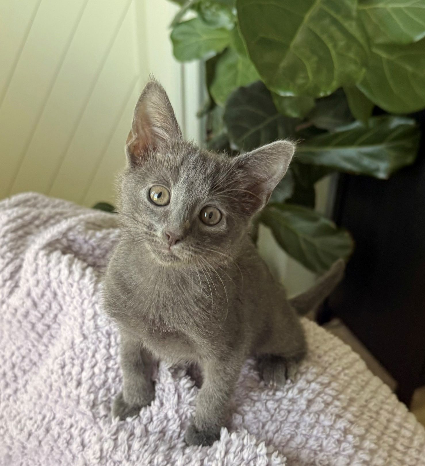 Cider, Mixed Breed