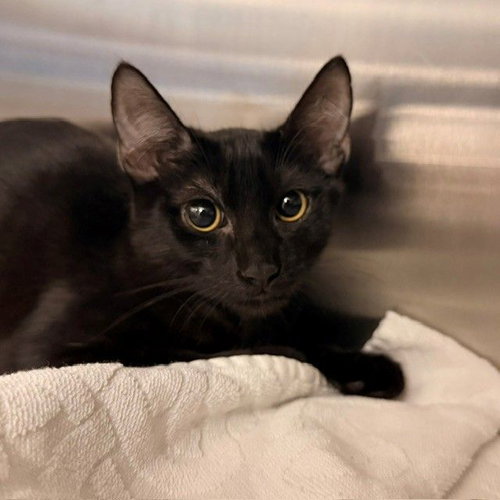 Hay, a cat for adoption from Helen Woodward Animal Center