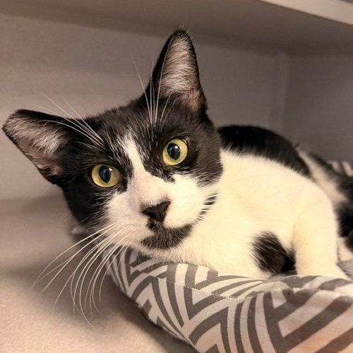 Mavis, a cat for adoption from Helen Woodward Animal Center