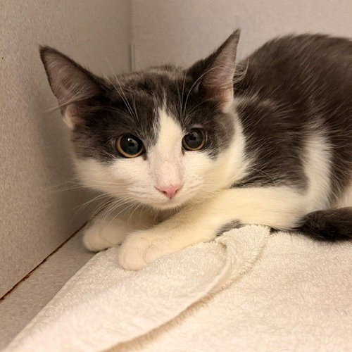 Costume, a cat for adoption from Helen Woodward Animal Center