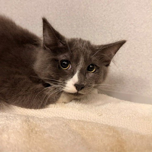 Party, a cat for adoption from Helen Woodward Animal Center