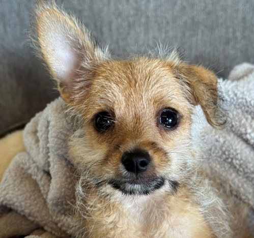 Jimothy, a dog for adoption from Helen Woodward Animal Center