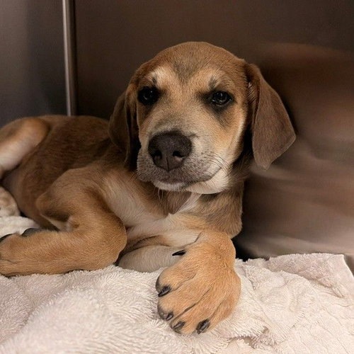 Wednesday, a dog for adoption from Helen Woodward Animal Center