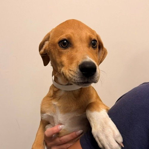 Bernard, a dog for adoption from Helen Woodward Animal Center