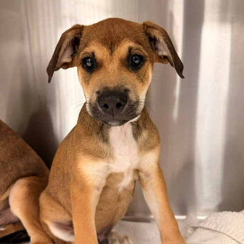 Uriah, a dog for adoption from Helen Woodward Animal Center