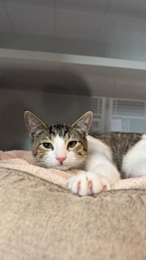 Dracula, a cat for adoption from Helen Woodward Animal Center