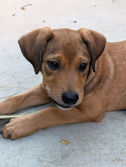 Usher, a dog for adoption from Helen Woodward Animal Center