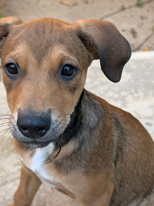Ulyssa, a dog for adoption from Helen Woodward Animal Center