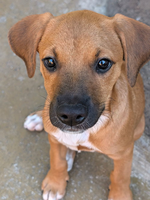 Ulani, a dog for adoption from Helen Woodward Animal Center
