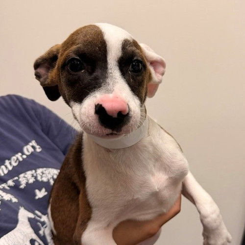Alisha, a dog for adoption from Helen Woodward Animal Center