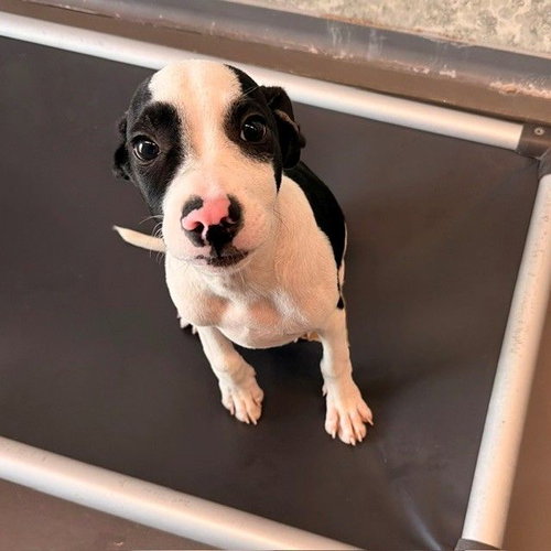 Paranorman, a dog for adoption from Helen Woodward Animal Center