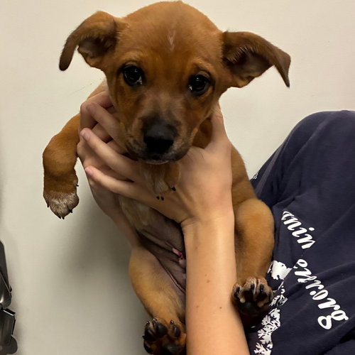 Honey, Unknown breed