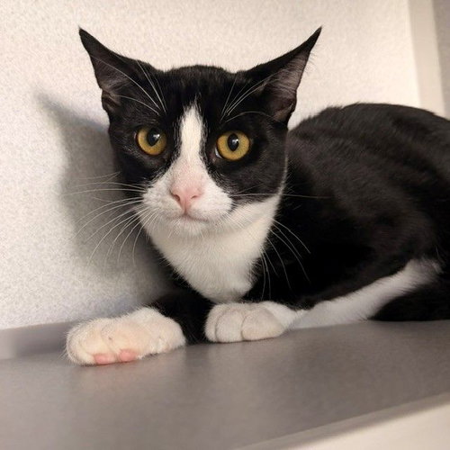 Michael Meowers, Mixed