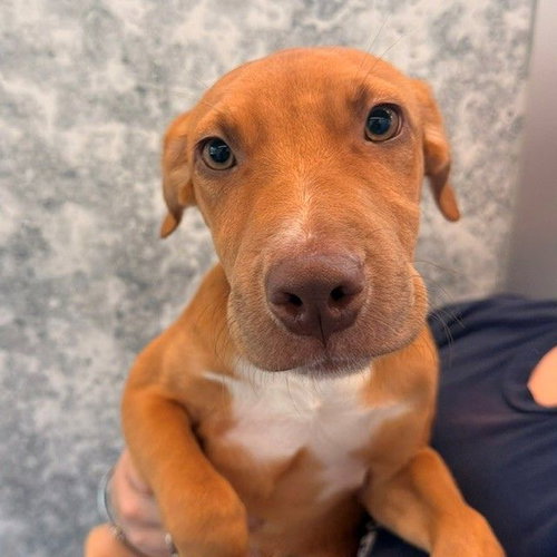 Paisley, Unknown breed