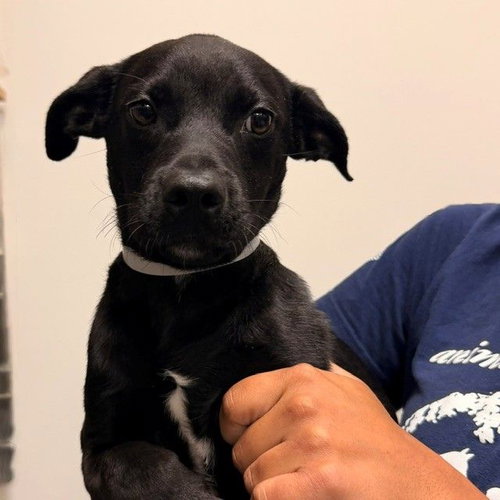 Daphne, a dog for adoption from Helen Woodward Animal Center