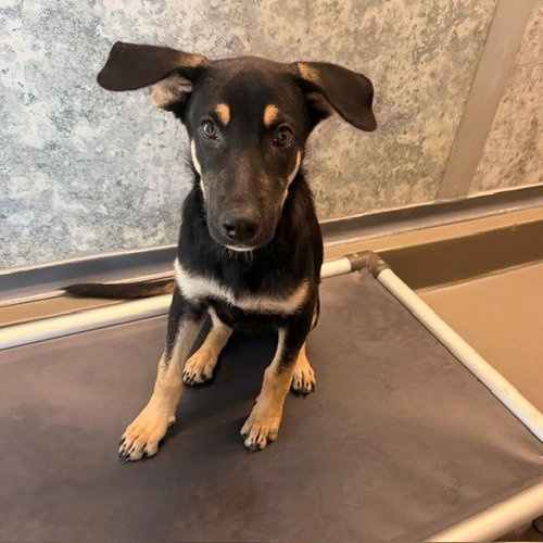 October, a dog for adoption from Helen Woodward Animal Center