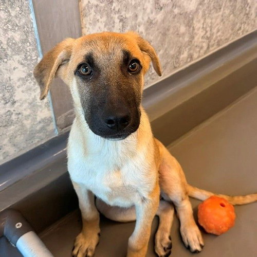 Okra, a dog for adoption from Helen Woodward Animal Center