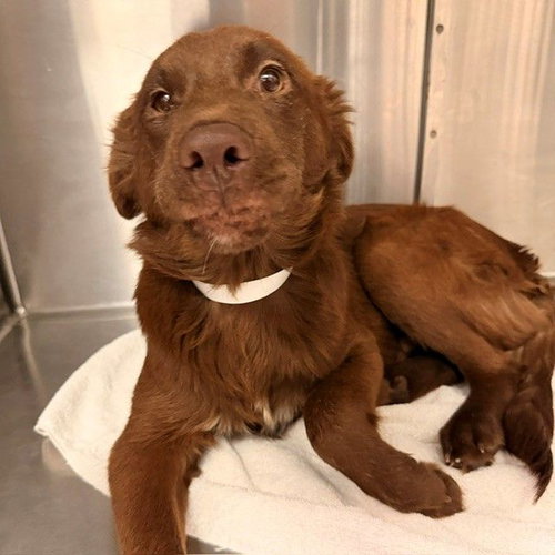 Dustin, Unknown breed