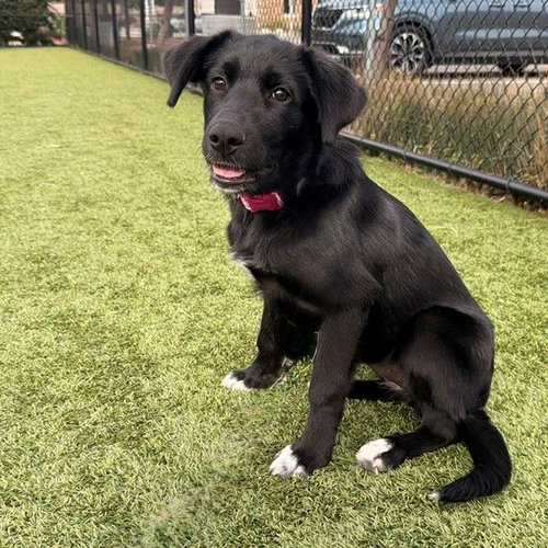 Solstice, Unknown breed
