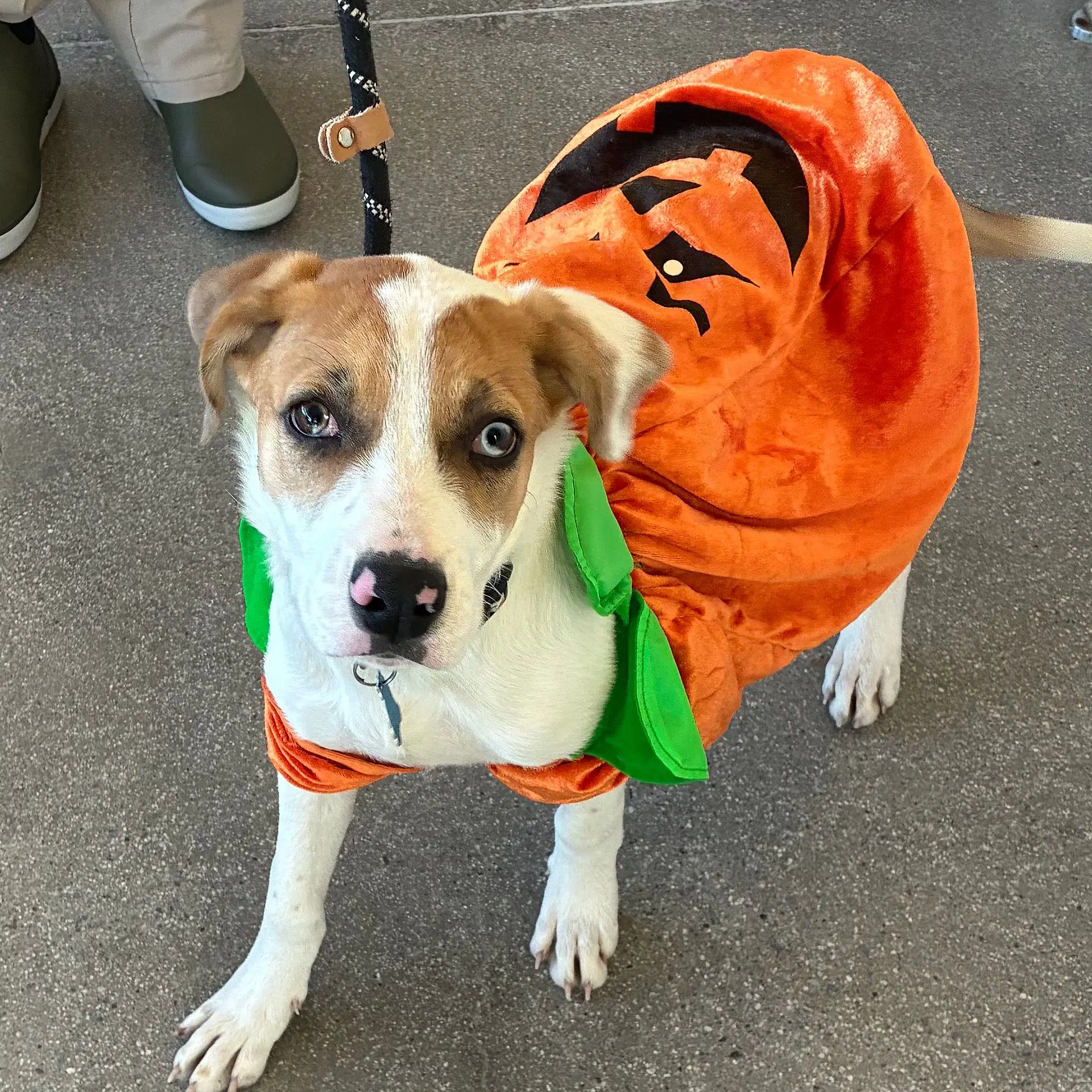 Linus - Unknown