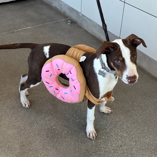 Scooby, Unknown breed