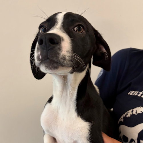 Zedd, Unknown breed