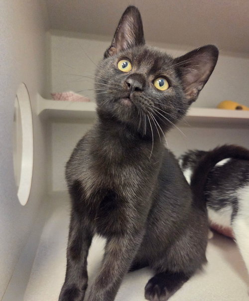 Crow, Mixed