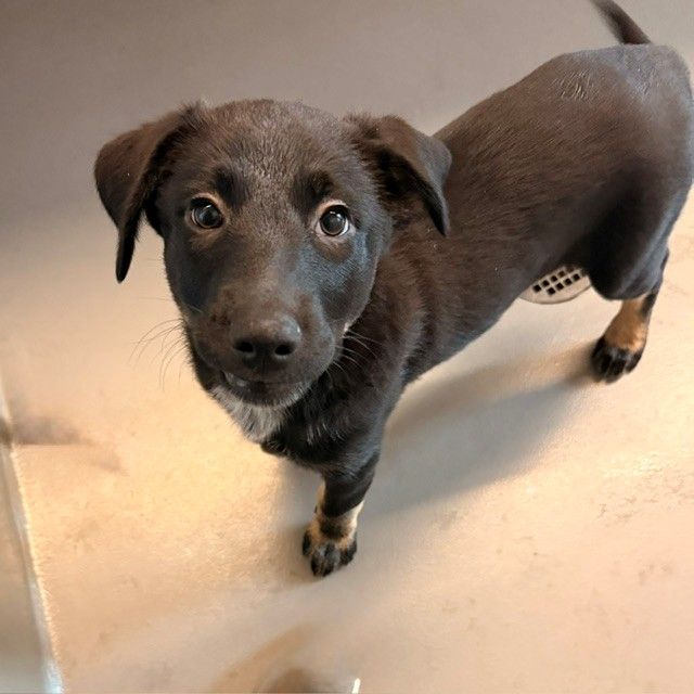 Treat