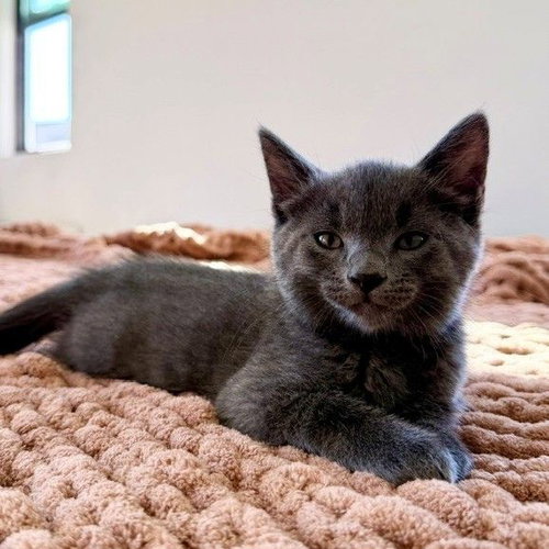 Earl, Mixed