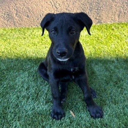 Gryffindor, Unknown breed