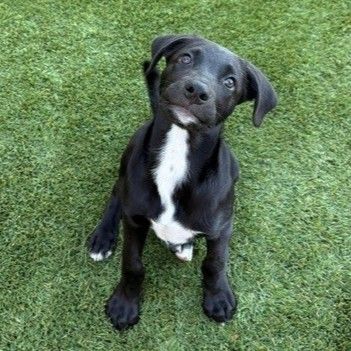 Slytherin, Unknown breed
