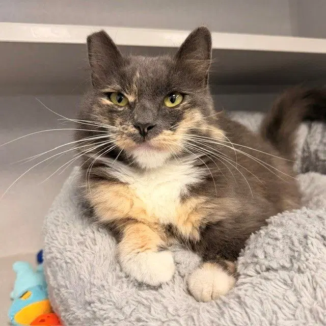 Cocoa - Unknown