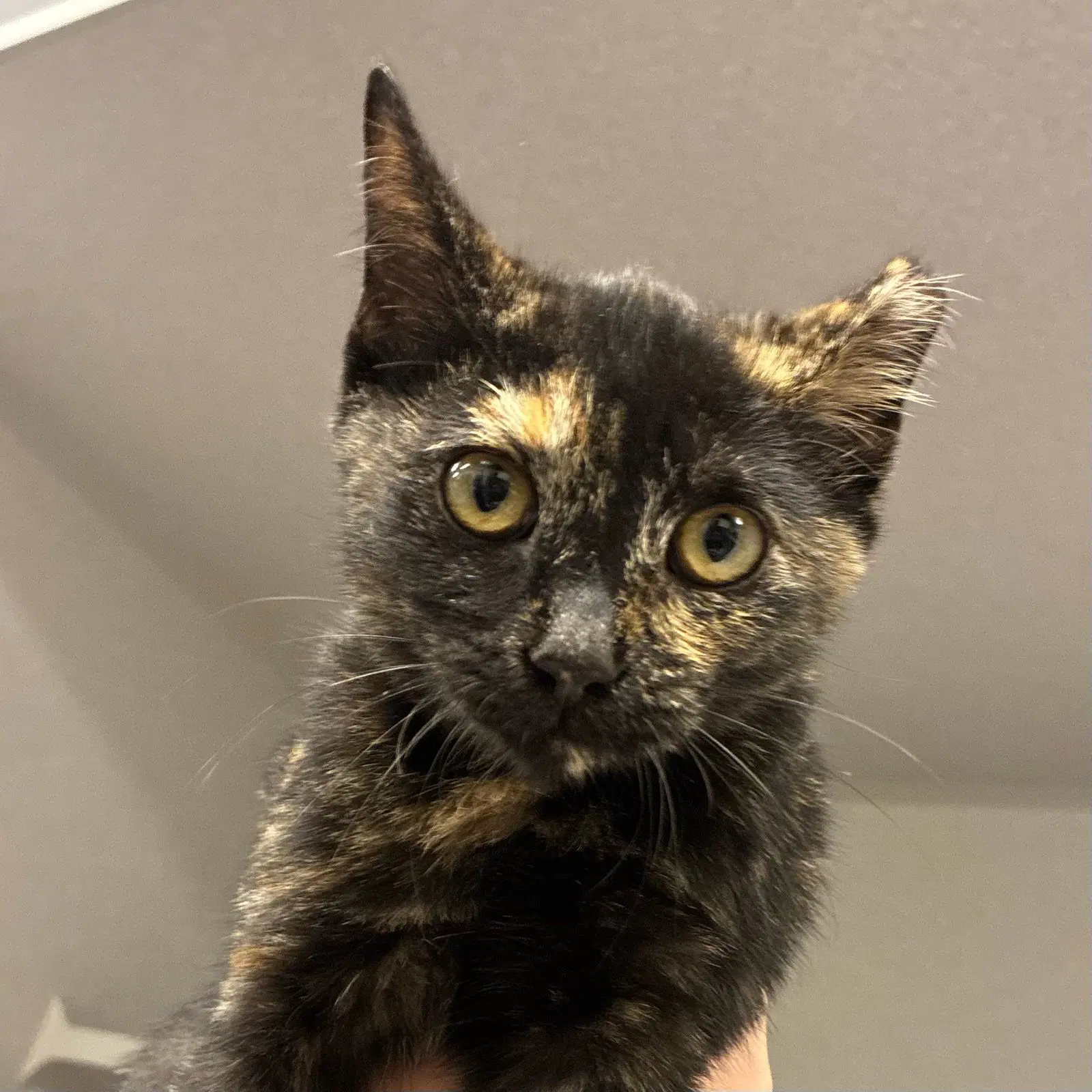 Mittens - Unknown