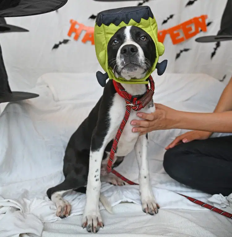 Frankenpup - Unknown