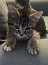 Tiger Lily