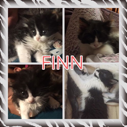 Finn