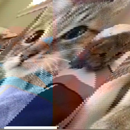 Snickers