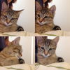 Snickers