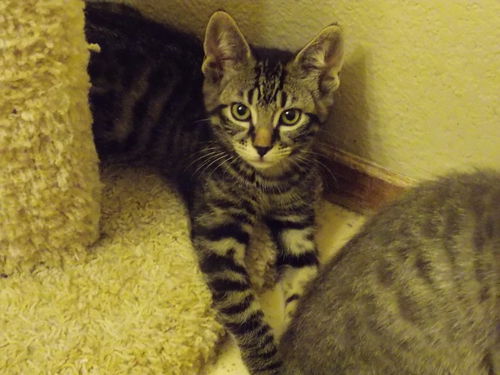 Tiger Lily