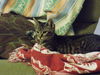 Tiger Lily