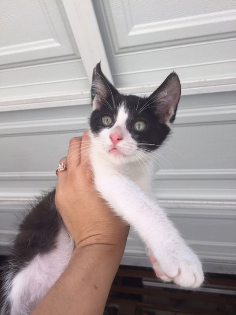 Sylvester
