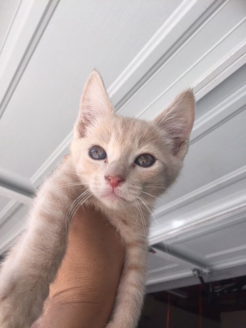 Simba