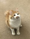 Spice (formerly known as Bam Bam)
