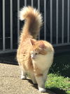 Spice (formerly known as Bam Bam)