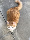 Spice (formerly known as Bam Bam)