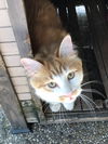 Spice (formerly known as Bam Bam)