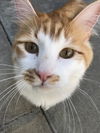 Spice (formerly known as Bam Bam)
