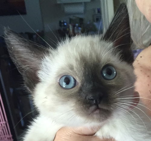 Precious